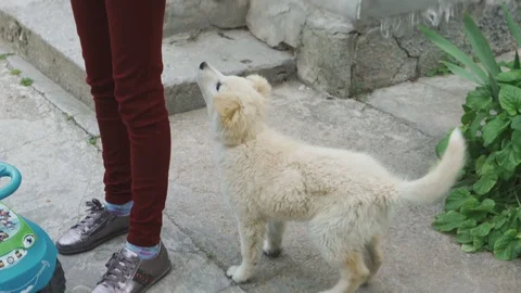 Nice puppy joyfully played with a girl Stock Footage 108564280