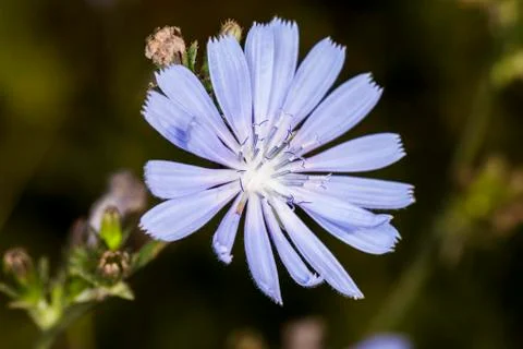 Nice purple flower Stock Photos
