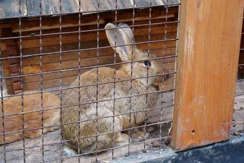 Nice rabbit in the cage Фото
