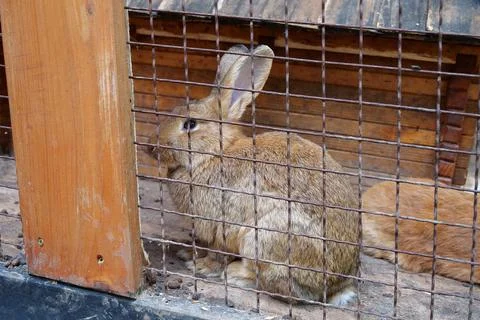 Nice rabbit in the cage Stock-Fotos