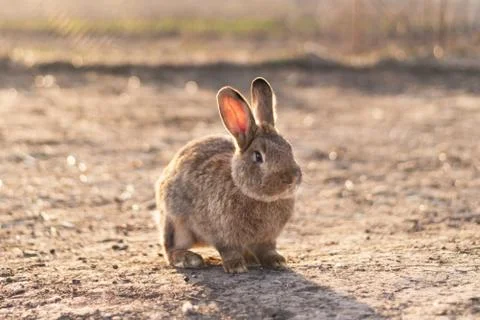 A nice rabbit in the field in the sunlight. Stock Photos
