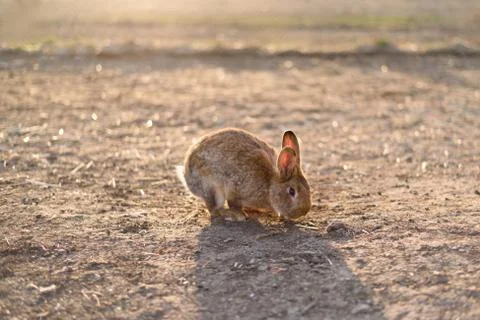 A nice rabbit in the field in the sunlight. Stock Photos