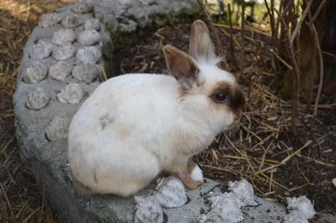 A nice rabbit in the field in the sunlight. Stock Photos
