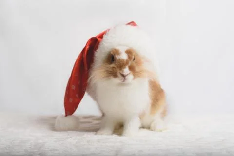 Nice rabbit in Santa hat on the light background. Stock Photos