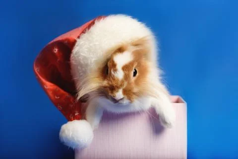 A nice rabbit sitting in box with Santa hat on blue background. Stock Photos