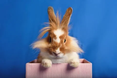 A nice rabbit sitting in a pink present box with blue background. Stock Photos