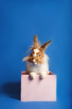 A nice rabbit sitting in a pink present box with blue background. Stock Photos