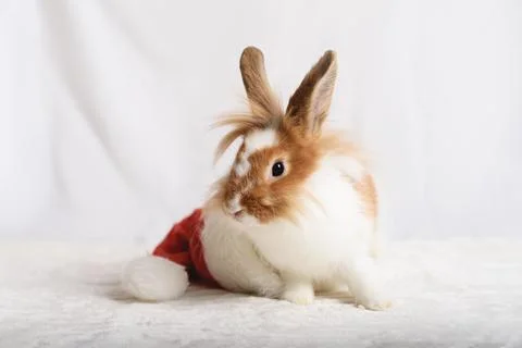 A nice rabbit sitting in a pink present box with blue background Stock Photos