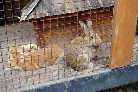 Nice rabbits in the cage Photos