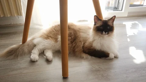 A nice ragdoll birman cat laying down on the floor, with a backligt sunbeam Video stock 130013003