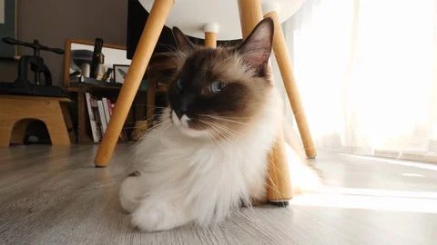 A nice ragdoll birman cat laying down on the floor, with a backligt sunbeam (2) Video stock 130013065