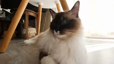 A nice ragdoll birman cat laying down on the floor, with a backligt sunbeam (3) Video stock 130013239