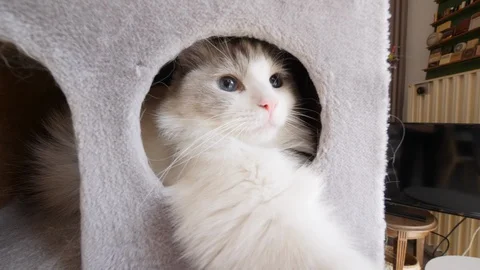 A nice ragdoll cat playing from his hideout, cat tree (2) 動画素材 130012623