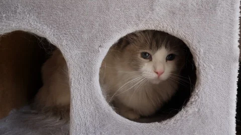 A nice ragdoll cat playing from his hideout, cat tree Video stock 130012709