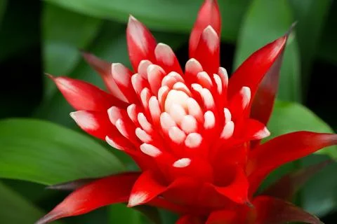 Nice red bromeliad flower Stock Photos
