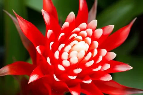 Nice red bromeliad flower Stock Photos