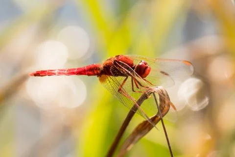 Nice red dragonfly on a grass in the park Stock-Fotos