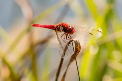Nice red dragonfly on a grass in the park Stock Photos