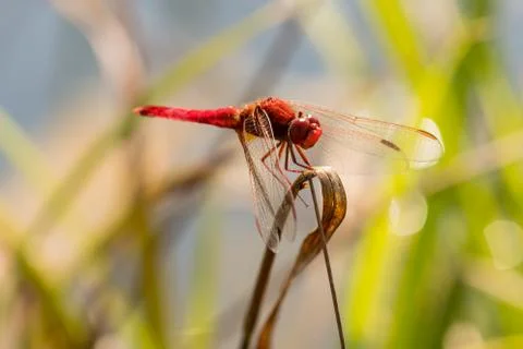 Nice red dragonfly on a grass in the park Stock Photos