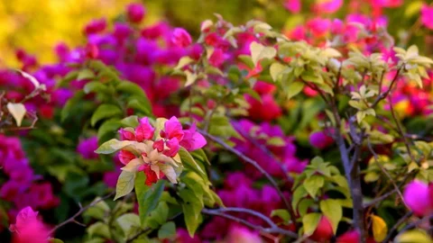 Nice red flower with green leaf Video stock 128932871