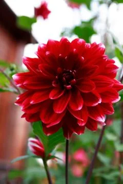 Nice Red Flower Stock Photos