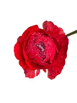 Nice red flower Stock Photos