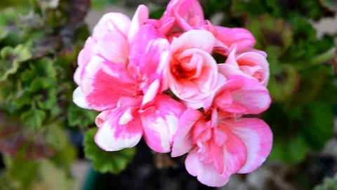 A nice red geranium in the garden Video stock 86307388