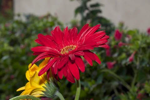Nice red gerber in a garden Stock Photos
