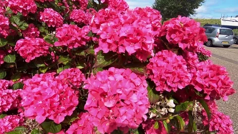 Nice red Hydrangeas in the sun. Video stock 116079346