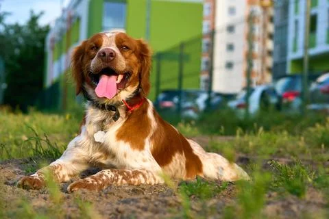Nice red spaniel is resting,summer evening Stock Photos