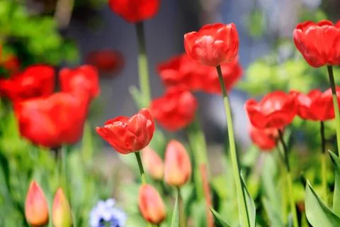 Nice red tulips Stock Photos