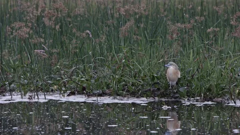 Nice reflection of a bird standing on the eagde of the akagera river. Stock Footage 112203368