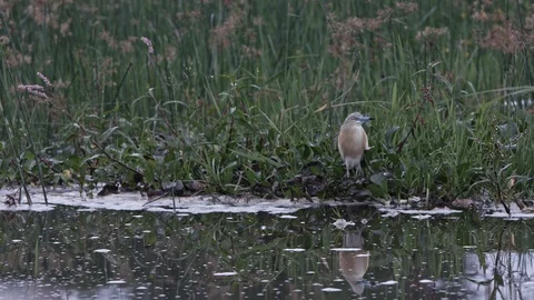 Nice reflection of a bird standing on the eagde of the akagera river. Stock Footage 112210440