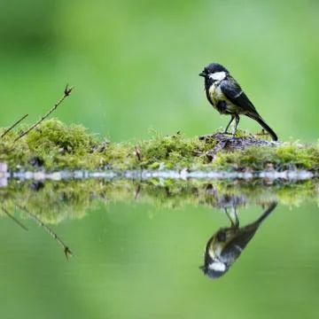 Nice reflection 스톡 사진