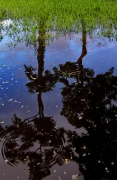 A nice reflection of trees on a clear leaf sprinkled pond. Stock Photos