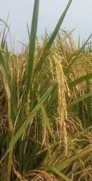 Nice rice plant Stock Photos