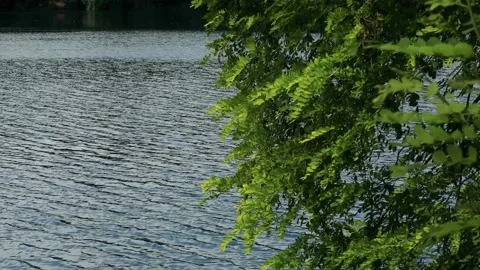 Nice River Flows Stock Footage 161890221