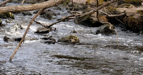 Nice river stream with dead tree Video stock 129630736
