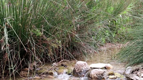 Nice riverbed with clean and transparent water in an orchard Stock Footage 244337633