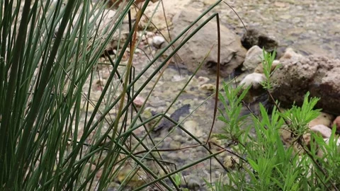 Nice riverbed with clean and transparent water in an orchard Stock Footage 246378191