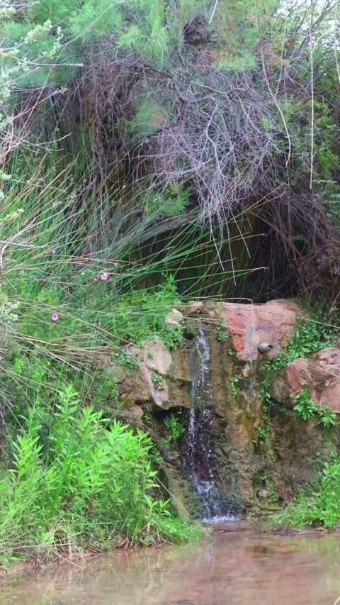 Nice riverbed with clean and transparent water in an orchard Stock Footage 248843897