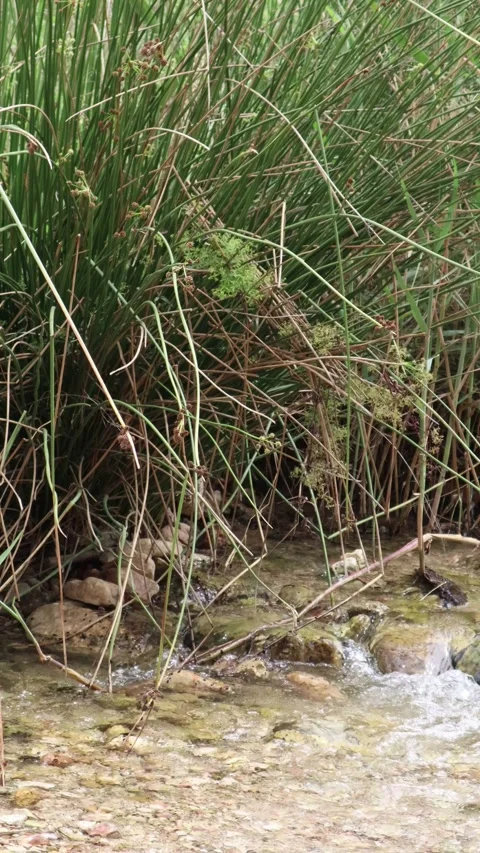 Nice riverbed with clean and transparent water in an orchard Stock Footage 251981102