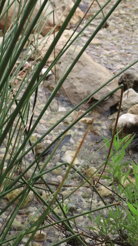 Nice riverbed with clean and transparent water in an orchard Stock Footage 254401986