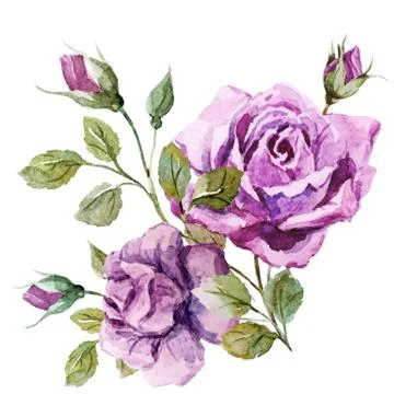 Nice roses Stock Illustration