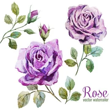 Nice roses Stock Illustration