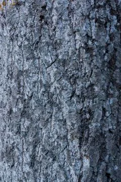 Nice rough bark texture and background of an old tree trunk Stock-Fotos