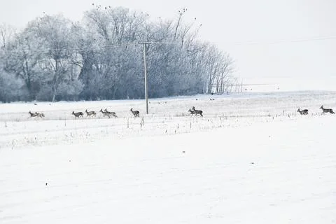 Nice Running Roe Deer Herd in Snowy Winter White Landscape Stock Photos
