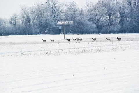 Nice Running Roe Deer Herd in Snowy Winter Landscape Stock-Fotos