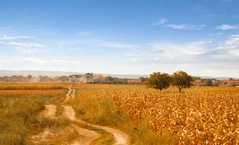 Nice Rural Landscape with Corn Field in Sunny Day Stock Photos
