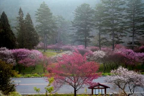 Nice sakura backbround for adv or others purpose use Stock Photos